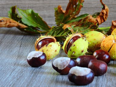 Kestane. Kestanenin sonbahar yaprakları. Ekim 'de kestane.