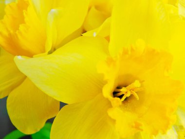 Arkaplan olarak sarı nergisler.