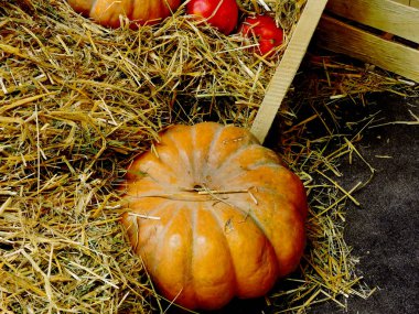 Samanlıkta balkabağı ve elma. Elmalar samanlı bir kutuda. Cadılar Bayramı kompozisyonu.