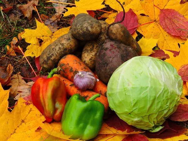 Verduras Otoño Naturaleza — Foto de Stock