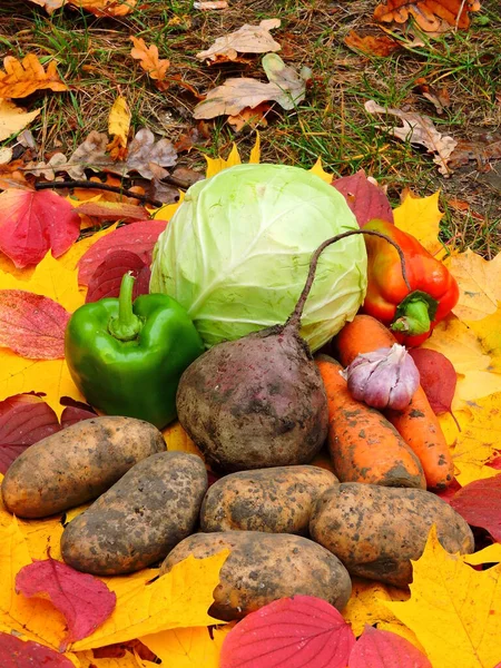 Verduras Otoño Naturaleza — Foto de Stock