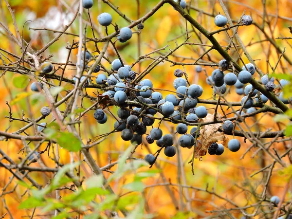 Schlehen Zweig Mit Beeren — Stockfoto