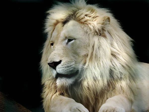 Biały Lew Spogląda Bok Portret Białego Lwa — Zdjęcie stockowe