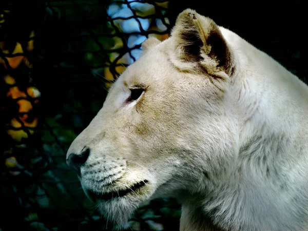 Witte Leeuw Kijkt Naar Zijkant Witte Leeuw Portret — Stockfoto