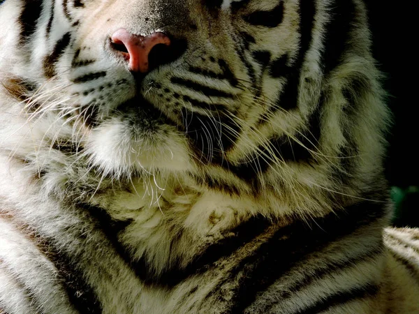 Biały Bengalski Tygrys Odpoczywa Królewski Biały Bengalski Tygrys Portret Bengalskiego — Zdjęcie stockowe