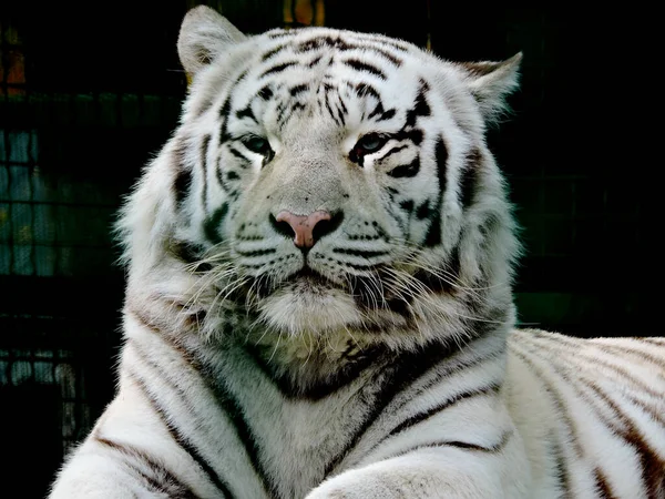 Tigre Bengala Blanca Descansando Tigre Bengala Blanco Real Retrato Tigre —  Fotos de Stock