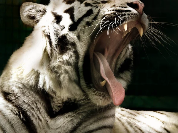 Witte Bengaalse Tijger Rustend Koninklijke Witte Bengaalse Tijger Portret Van — Stockfoto