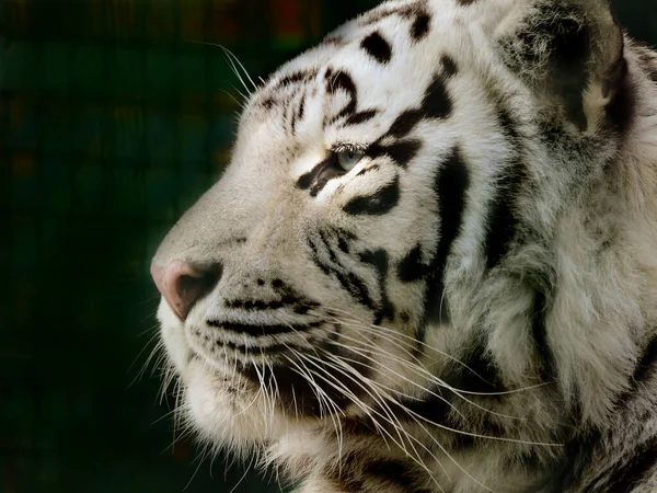 Biały Bengalski Tygrys Odpoczywa Królewski Biały Bengalski Tygrys Portret Bengalskiego — Zdjęcie stockowe