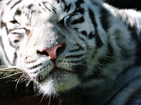 White Bengal Tiger Resting. Royal white bengal tiger. Portrait of a Bengal tiger.