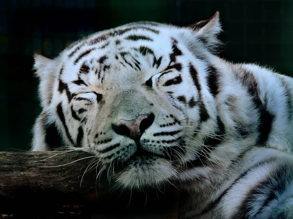 Witte Bengaalse Tijger Rustend Koninklijke Witte Bengaalse Tijger Portret Van — Stockfoto