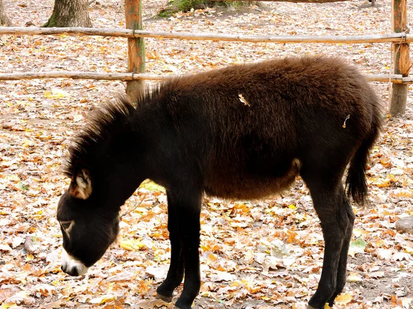 Sad donkey. Black donkey. Donkey in the zoo.