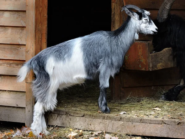 Gray Goat Gray Goat Portrait — Stock Photo, Image