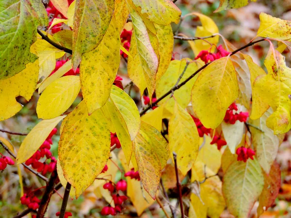 Podzimní Strom Červenými Květy — Stock fotografie
