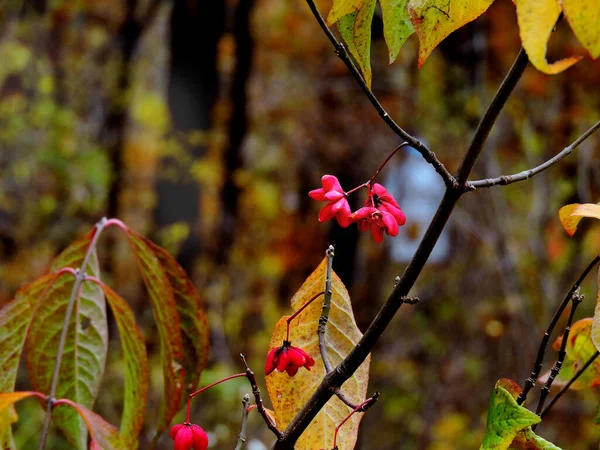 Herbstbaum Mit Roten Blumen — Stockfoto