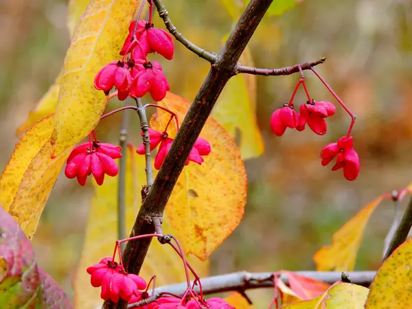 Herbstbaum Mit Roten Blumen — Stockfoto