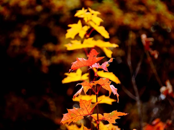 Heller Herbst Ahorn — Stockfoto