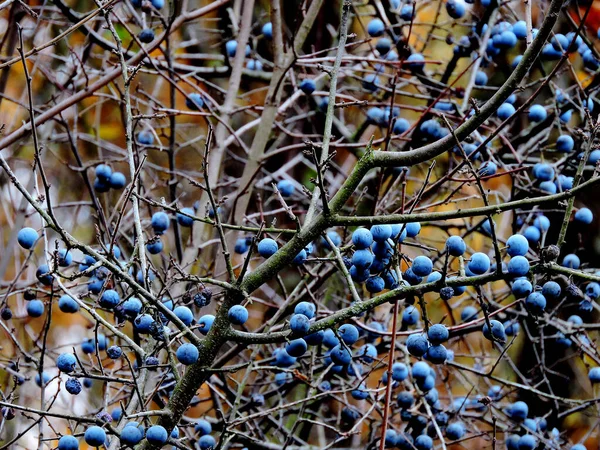 Branch Blackthorn Berries — Stock Photo, Image