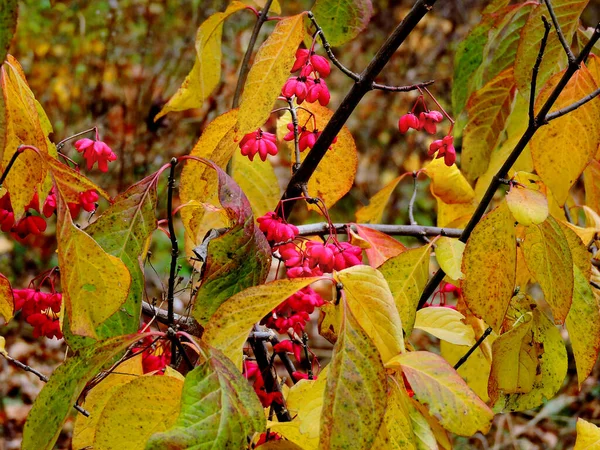 Podzimní Strom Červenými Květy — Stock fotografie