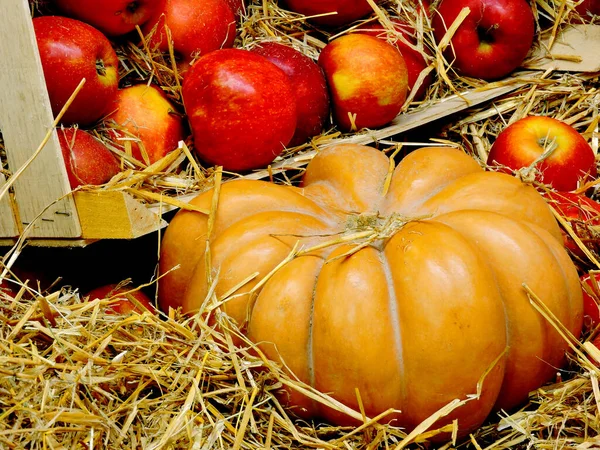 Calabaza Manzanas Heno Manzanas Una Caja Con Heno Composición Halloween — Foto de Stock