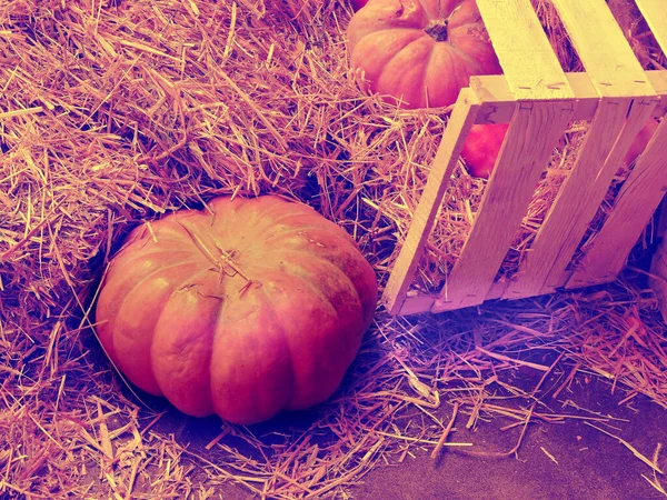 Pumpkin Apples Hay Apples Box Hay Halloween Composition — Stock Photo, Image