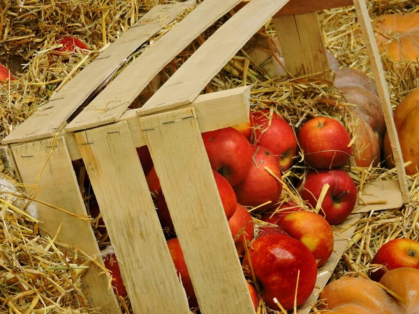 Calabaza Manzanas Heno Manzanas Una Caja Con Heno Composición Halloween — Foto de Stock