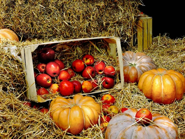 Abóbora Maçãs Feno Maçãs Numa Caixa Com Feno Composição Halloween — Fotografia de Stock