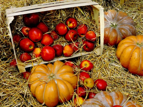 Calabaza Manzanas Heno Manzanas Una Caja Con Heno Composición Halloween — Foto de Stock