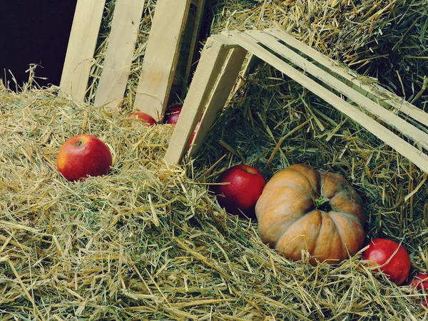 Calabaza Manzanas Heno Manzanas Una Caja Con Heno Composición Halloween — Foto de Stock