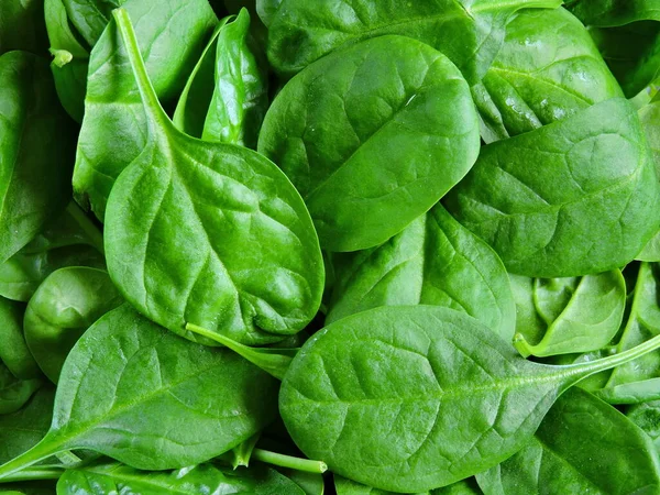 Baby Spinach Bright Green Baby Spinach Leaves — Stock Photo, Image