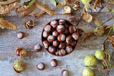 Kestane. Buckeyes. Sonbahar havası. Kestane ağacının yaprakları.