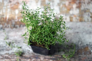 Seçici odaklanma. Makro. Kekik tencerede. Yeşillik yetişiyor.
