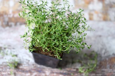 Seçici odaklanma. Makro. Kekik tencerede. Yeşillik yetişiyor.