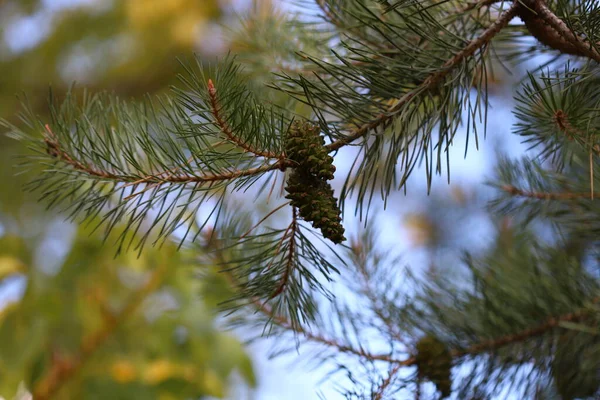 Rami Albero Natale Coni Abete Sui Rami Concentrazione Selettiva Macro — Foto Stock