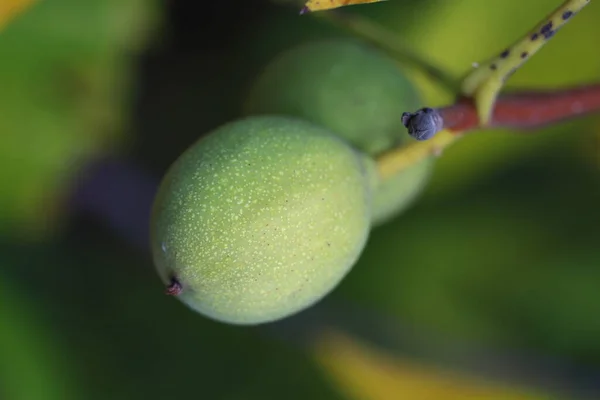 Noix Arrachées Arbre Dans Une Coquille Verte Récolte Noix Concentration — Photo