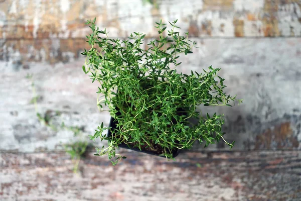 Selektiv Fokus Makro Timian Gryde Voksende Greens - Stock-foto