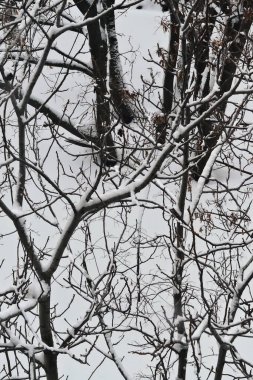 Arkaplan olarak dallarında kar olan kış ağaçları.