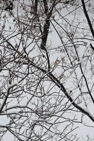 Zimowe Drzewa Śniegiem Gałęziach Jako Tło — Zdjęcie stockowe
