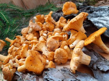 Taze orman mantarları. Çiğ mantarlar. Yenilebilir yabani mantarlar.