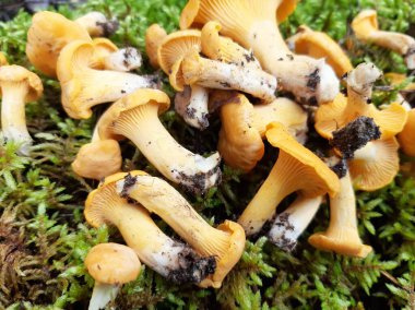 Taze orman mantarları. Çiğ mantarlar. Yenilebilir yabani mantarlar.