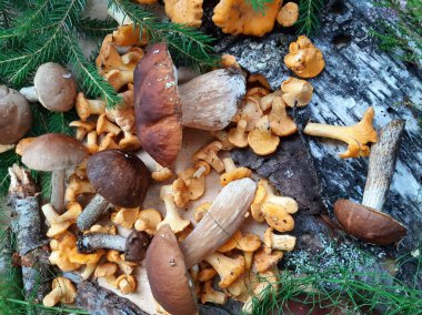 Yenilebilir orman mantarları. Boletus ve chanterelles. Seçici odaklanma. Mobil fotoğrafçılık.