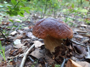 Ormanda büyüyen Boletus. Yenilebilir orman mantarı. Seçici odaklanma. Mobil fotoğrafçılık.