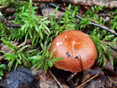 Ormanda büyüyen Boletus. Yenilebilir orman mantarı. Seçici odaklanma. Mobil fotoğrafçılık.