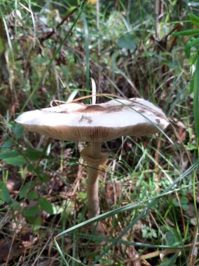 Ormanda büyüyen Boletus. Yenilebilir orman mantarı. Seçici odaklanma. Mobil fotoğrafçılık.