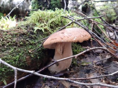 Ormanda büyüyen Boletus. Yenilebilir orman mantarı. Seçici odaklanma. Mobil fotoğrafçılık.
