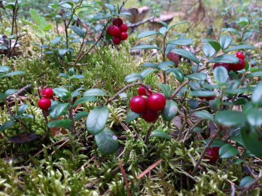 Ormanda böğürtlen yetişiyor. Yaban mersini. Çalılar ve yaban mersini yaprakları. Seçici odak.