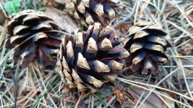 Ormanda çam kozalakları.