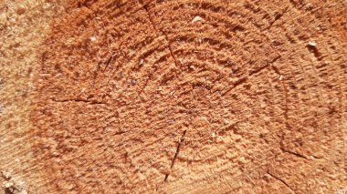 Aspen kayıtları. Taze kavak ağacı kesiliyor..