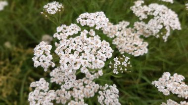 Yarrow çiçeği. Beyaz çiçek. Orman çiçekleri.