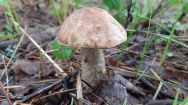 Vahşi mantar ormanda yetişir. Seçici odaklanma. Mobil fotoğrafçılık.