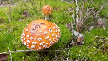 Amanita mantarı ormanda yetişir. Zehirli mantar..